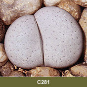 Lithops vallis-mariae C.281