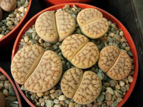 Lithops gracilidelineata ssp. brandbergensis C.383