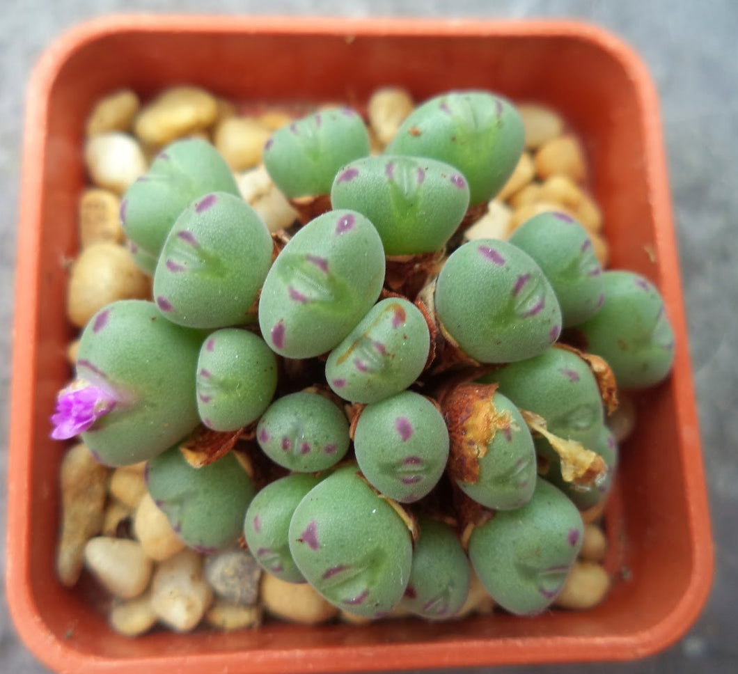 cono succulent Conophytum chauviniae