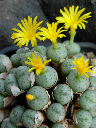 Conophytum flavum ssp. novicium - 200 seeds