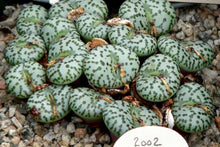 Conophytum obcordellum EA1251  -  200 seeds
