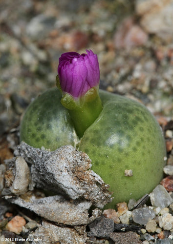 Conophytum subfenestratum (old name = pillansii) EA3014