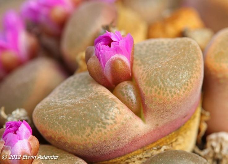 cono succulent Conophytum verrucosum – Cape Succulent Seeds