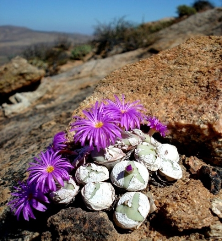 Conophytum wettsteinii (EA2009)  -  200 seeds