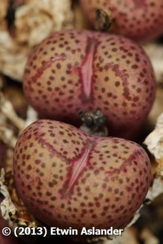 Conophytum truncatum ssp. wiggettiae EA4052  -  200 seeds