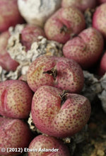 Conophytum truncatum ssp. wiggettiae EA4052  -  200 seeds