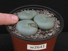 Conophytum flavum ssp. flavum - 200 seeds