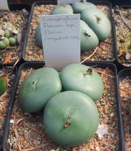 Conophytum flavum ssp. flavum - 200 seeds