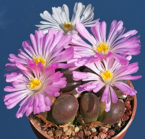 Conophytum,  section Opthalmophyllum mix