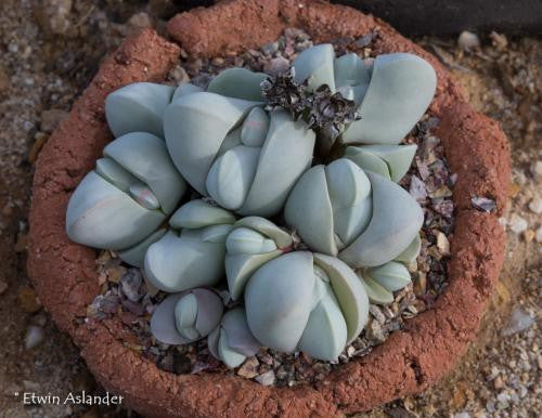 Gibbaeum album EA1287