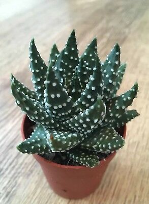 Tulista pumila