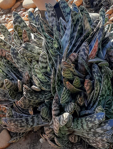 Gasteria bicolor var. bicolor EA703