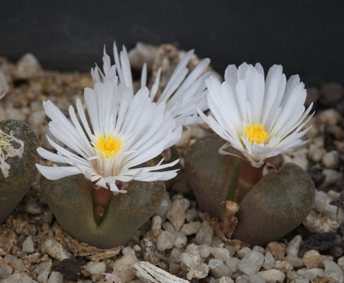 Conophytum verrucosum (Kouberg)