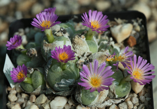 Conophytum subfenestratum 'caespitose form'  EA729 (Beeswater Rd.)