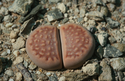 Lithops hallii var. ochraceae C.111