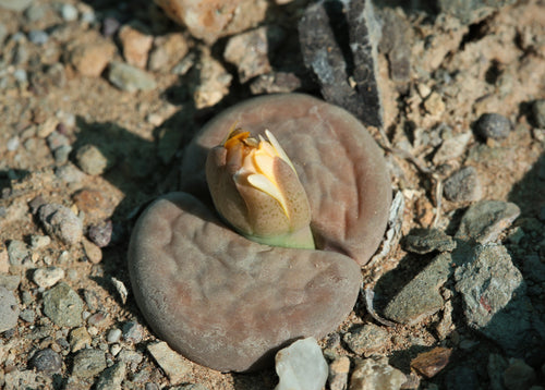 Lithops hookeri var. elephina  C.093