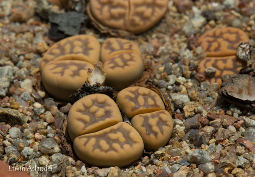 Lithops karasmontana ssp. bella C.295
