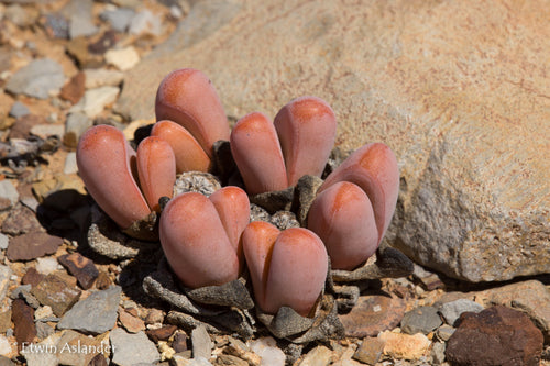 Tanquana prismatica, EA1256  (Patatsrivier)