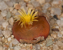 Conophytum maughanii ssp. armeniacum EA4074