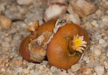 Conophytum maughanii ssp. armeniacum EA4074
