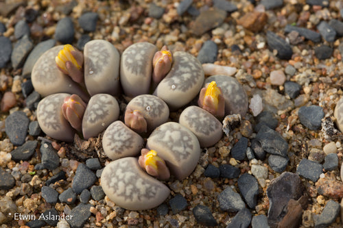 Lithops geyeri (syn. hillii) C.232