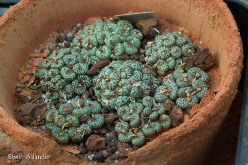 Conophytum obcordellum ssp. obcordellum
