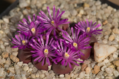 Gibbaeum pilosulum (EA1276 Poortfontein)