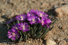 Marlothistella uniondalensis