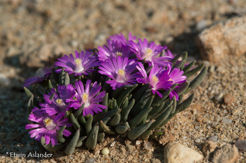 Marlothistella uniondalensis