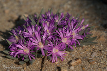 Marlothistella uniondalensis