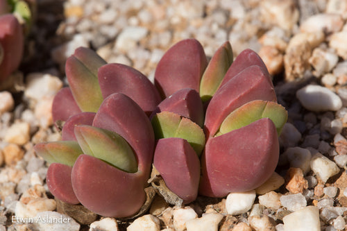 Vanheerdea divergens