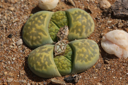 Lithops salicola 'Malachite' C.351a
