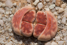 Lithops karasmontana 'Top Red'