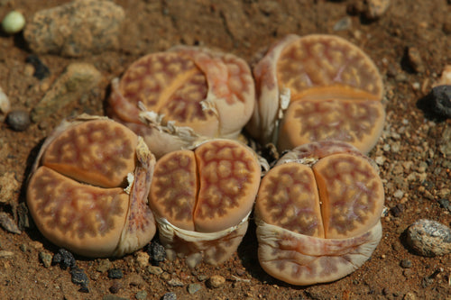 Lithops karasmontana var. lericheana C.193