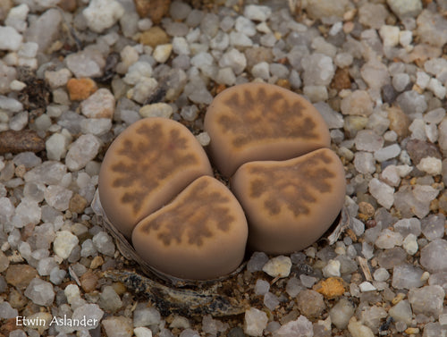 Lithops karasmontana ssp. bella F.102a