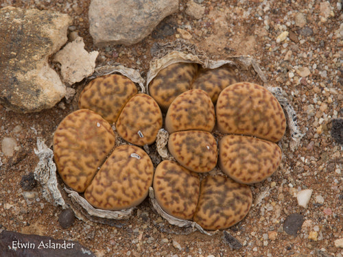 Lithops bromfieldii var. bromfieldii  (Louw 31a)
