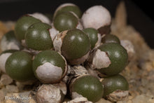 Conophytum brunneum EA248  - 100 seeds