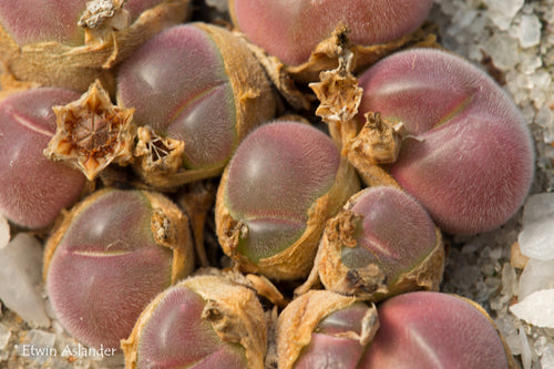 Gibbaeum pilosulum (EA1295 Warmwaterberg)