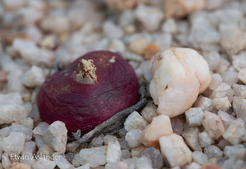 Conophytum maughanii ssp. latum EA402  - 200 seeds