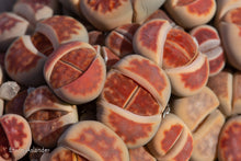 Lithops karasmontana 'Top Red'