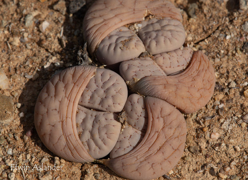 Lithops gracilidelineata ssp. gracilidelineata C.373
