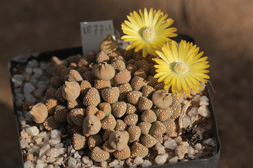 Titanopsis primosii (s/e of Springbok)