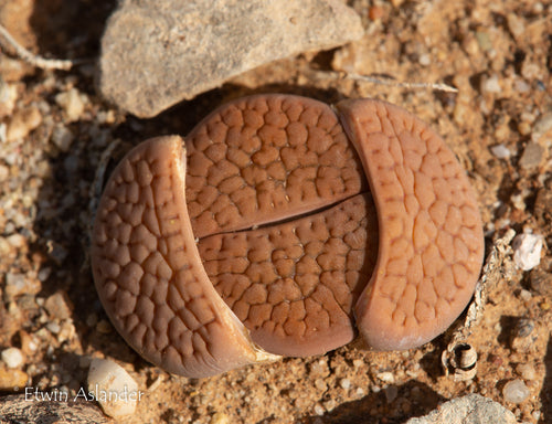 Lithops hookeri var. hookeri (Vosburg locality)