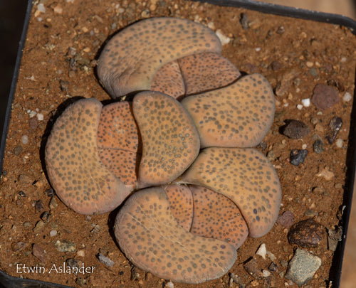 Lithops fulviceps var. fulviceps C.391
