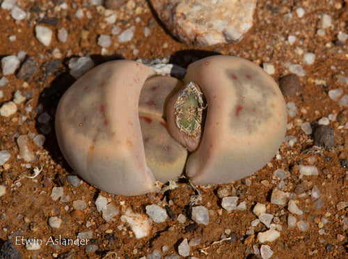 Lithops dinteri var. dinteri  C.206