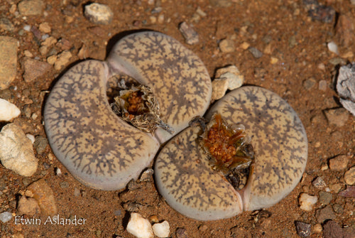 Lithops lesliei ssp. lesliei var. lesliei 'grey form' C.359