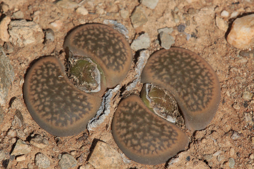 Lithops hookeri var. marginata C.035