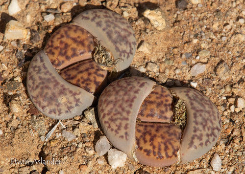 Lithops bromfieldii var. bromfieldii  C.040