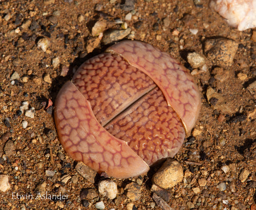 Lithops hookeri var. marginata (red brown form) C.154
