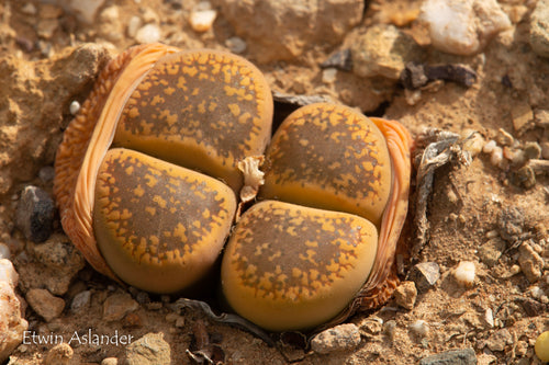 Lithops aucampiae var. aucampiae  C.002  (near Danielskuil)